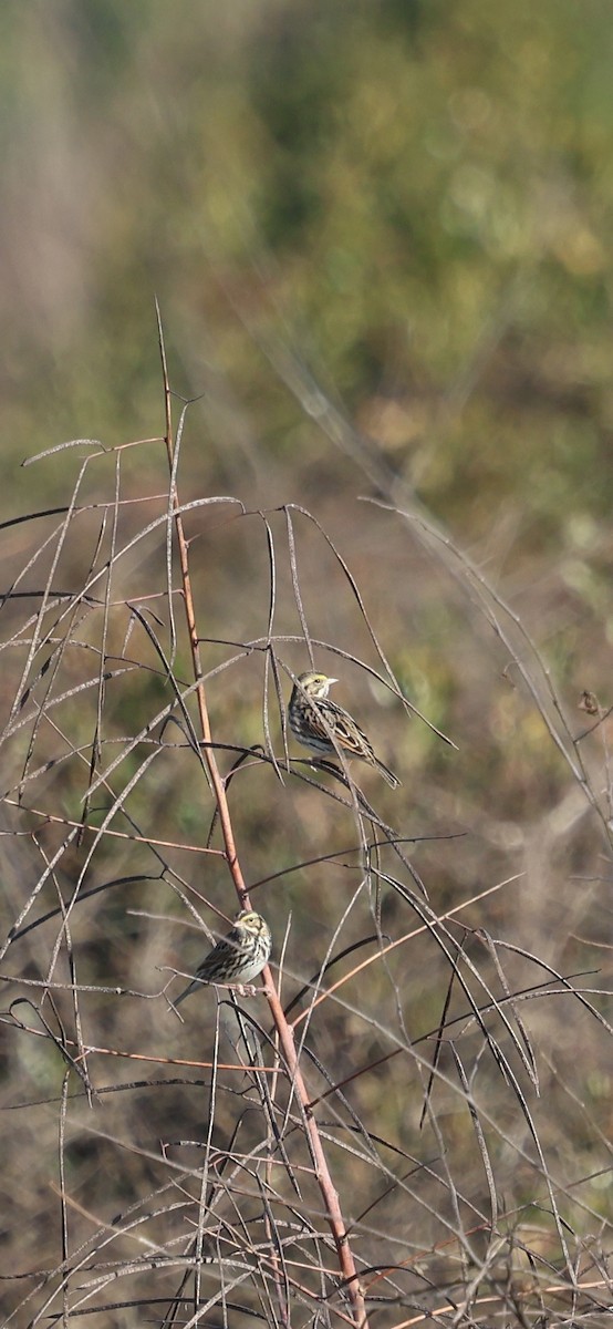 Пасовник савановий - ML647493162
