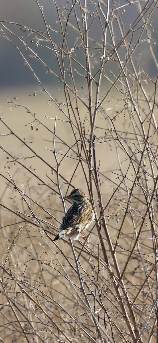 Пасовник савановий - ML647493163