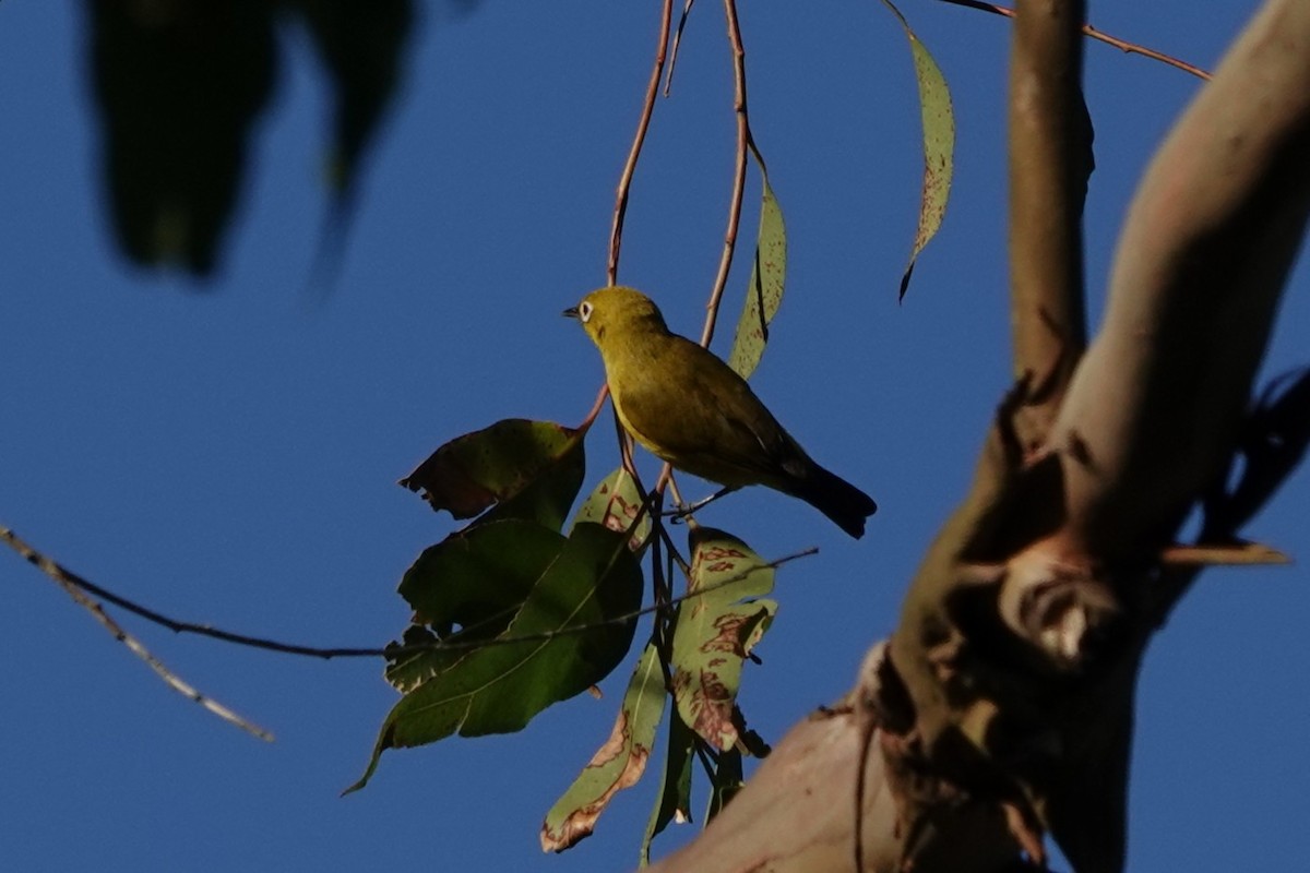 Ashy-bellied White-eye (Yellow-bellied) - ML647493171
