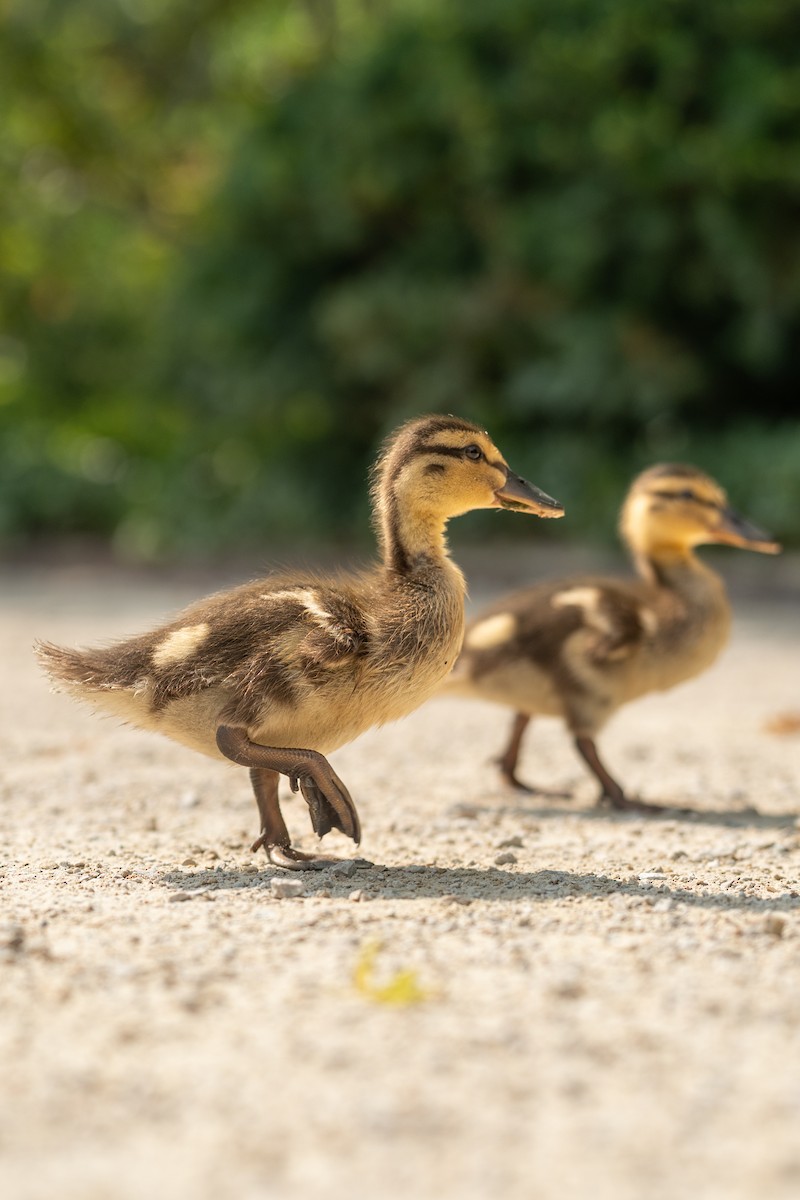 ברכיה - ML647493182