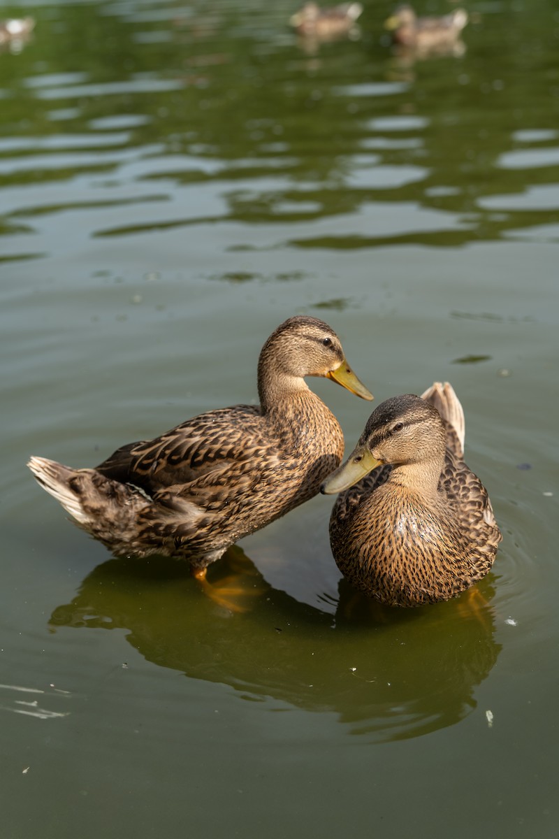 ברכיה - ML647493183