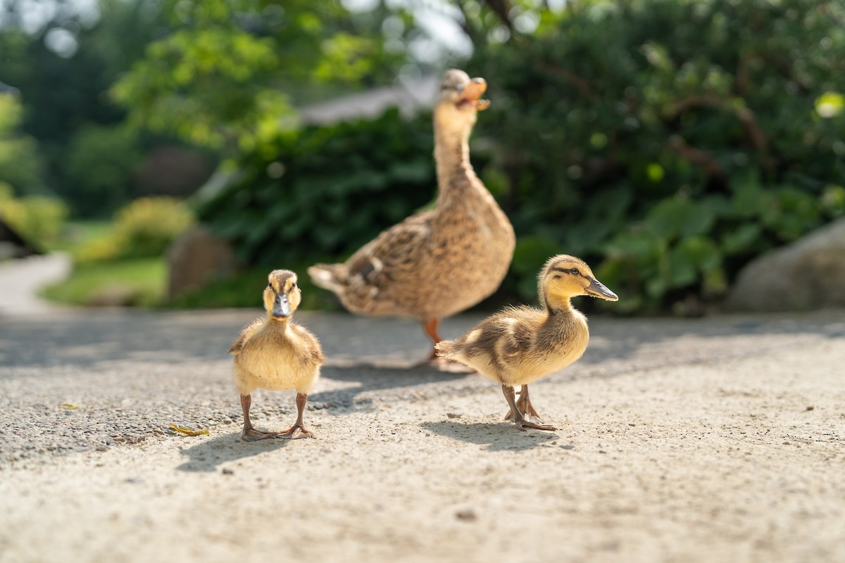 ברכיה - ML647493184