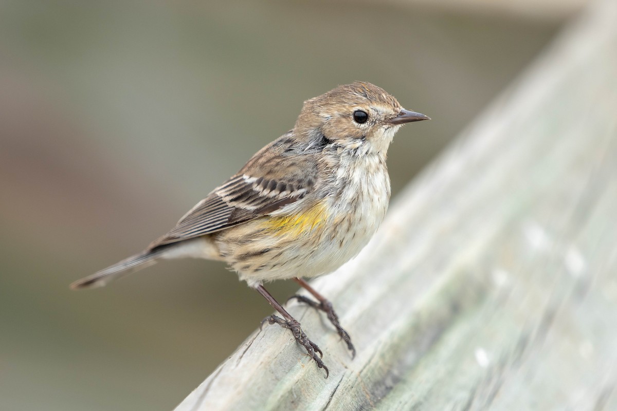 Yellow-rumped Warbler (Myrtle) - ML647493186