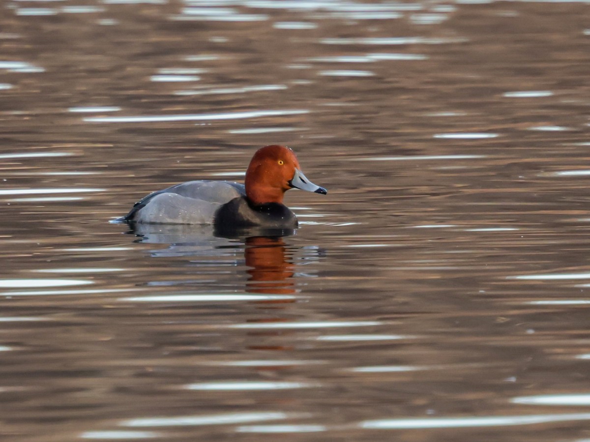 צולל אמריקני - ML647493199