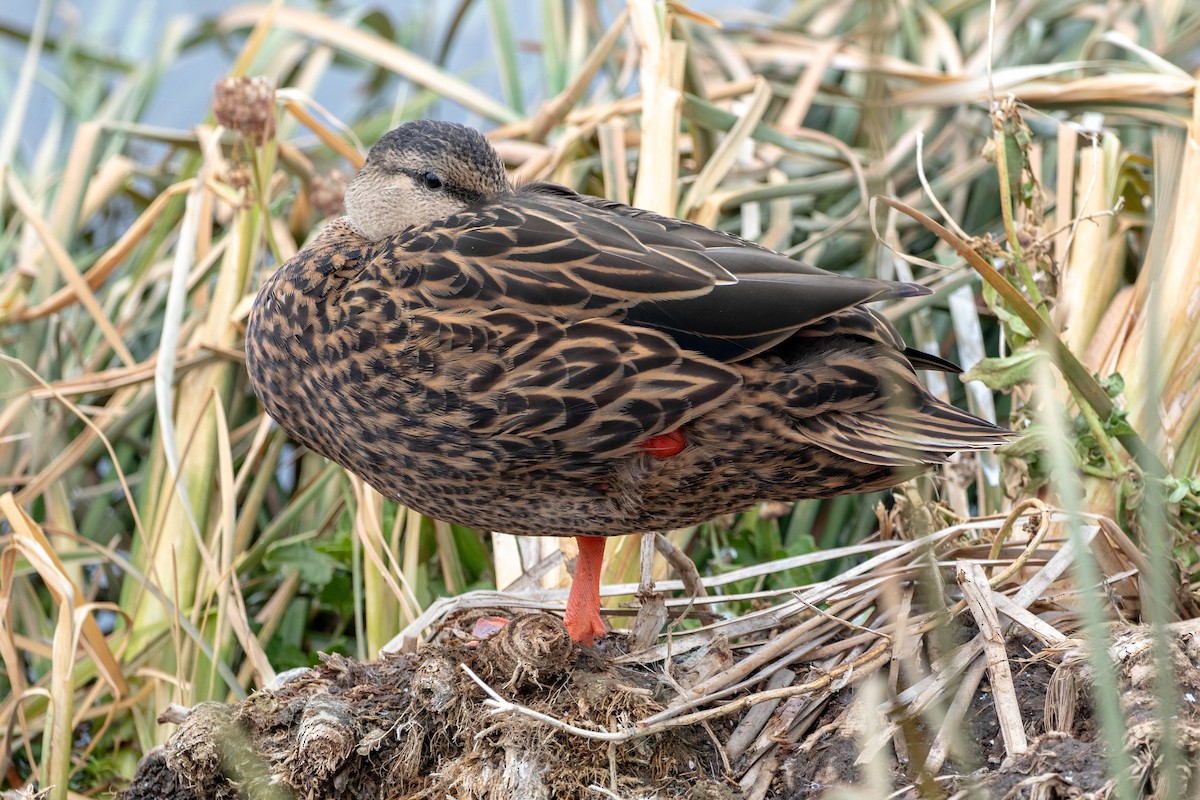 Mottled Duck - ML647493222