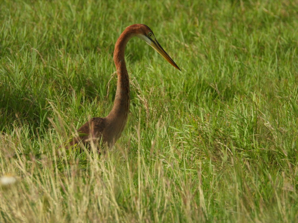 אנפה ארגמנית - ML647493223