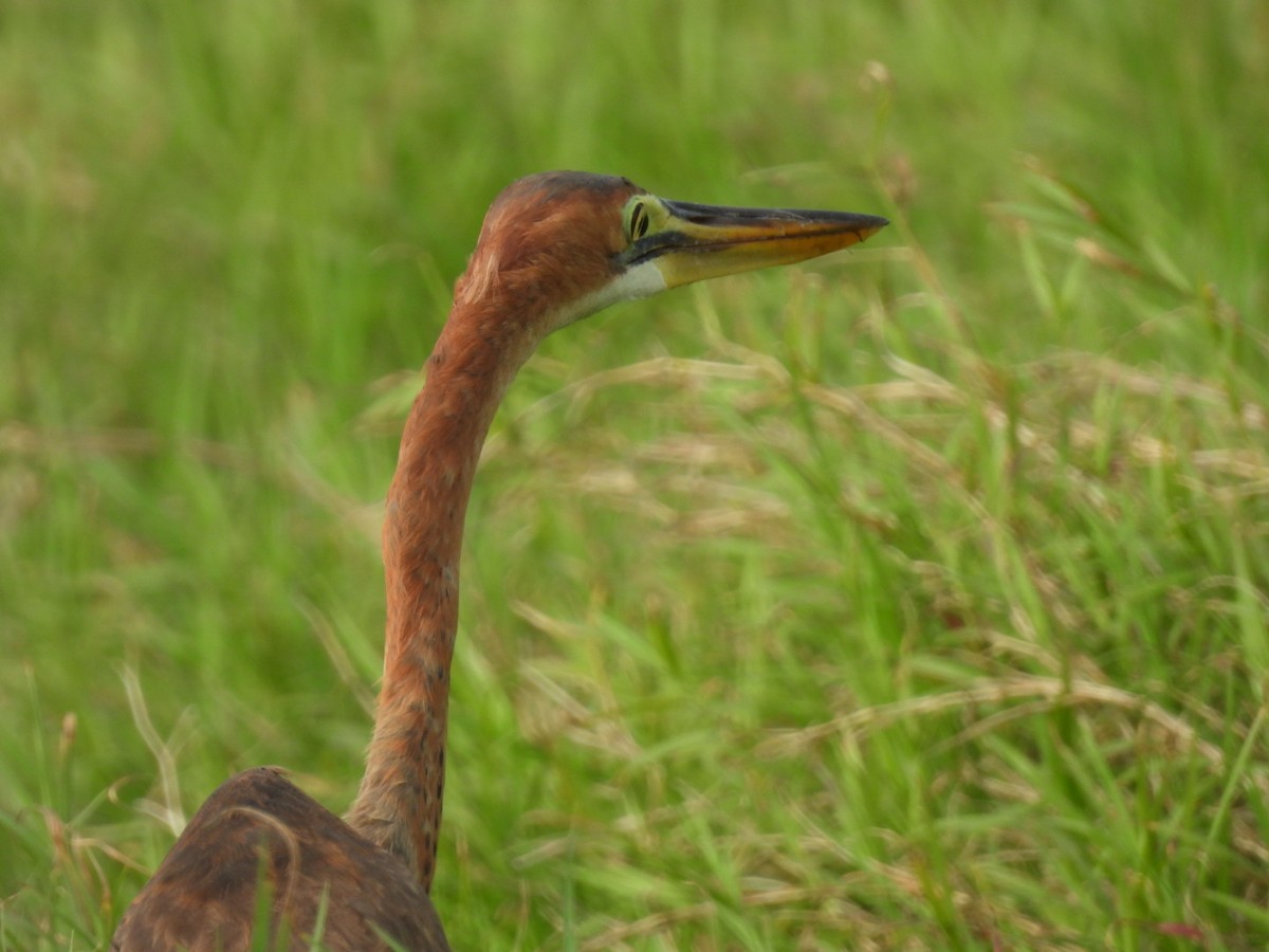 אנפה ארגמנית - ML647493224