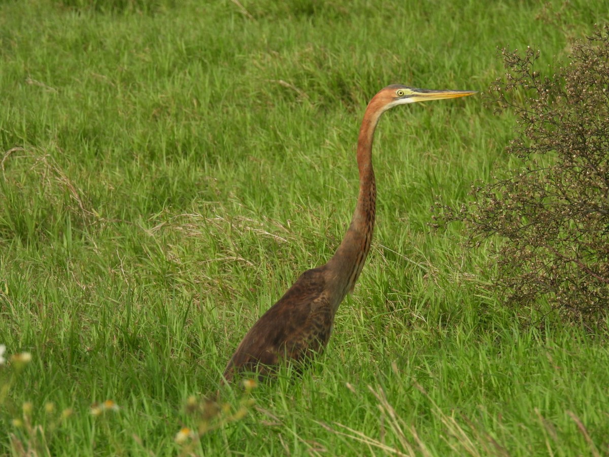 אנפה ארגמנית - ML647493225