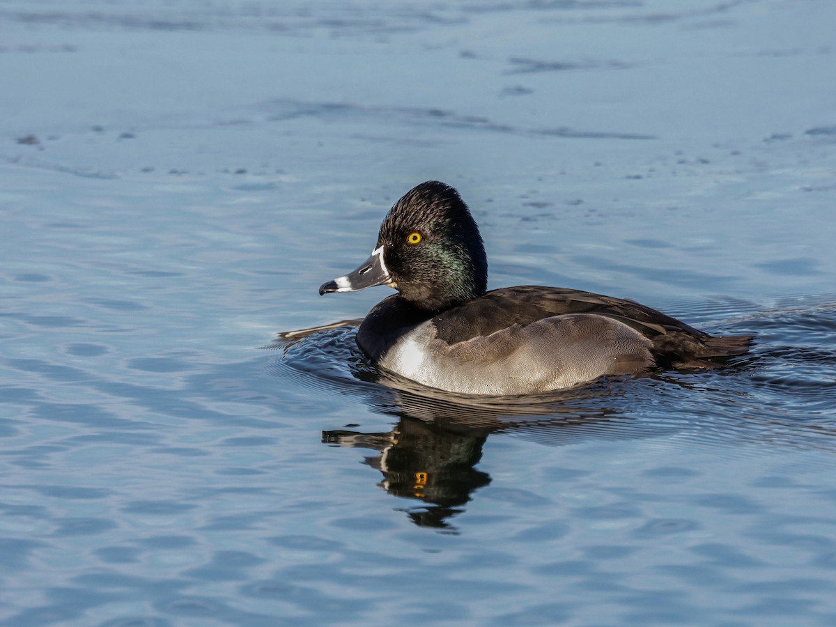 צולל צווארון - ML647493227