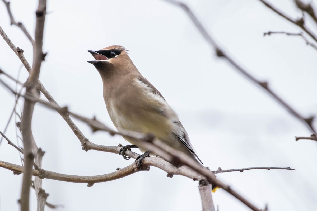 ציצנית אמריקנית - ML647493228