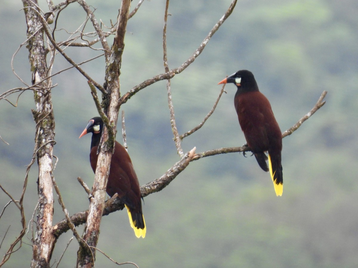 Montezuma Oropendola - ML647493229