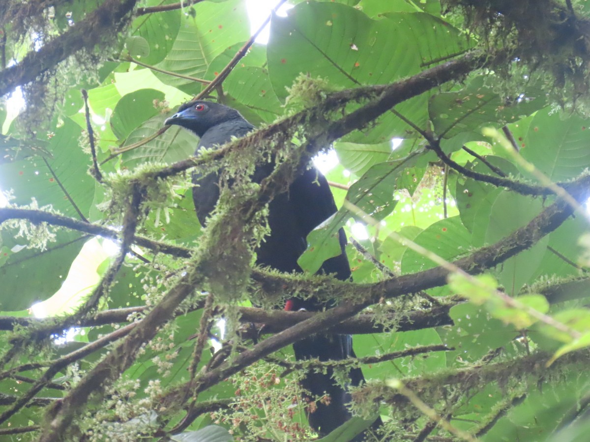 Black Guan - ML647493230