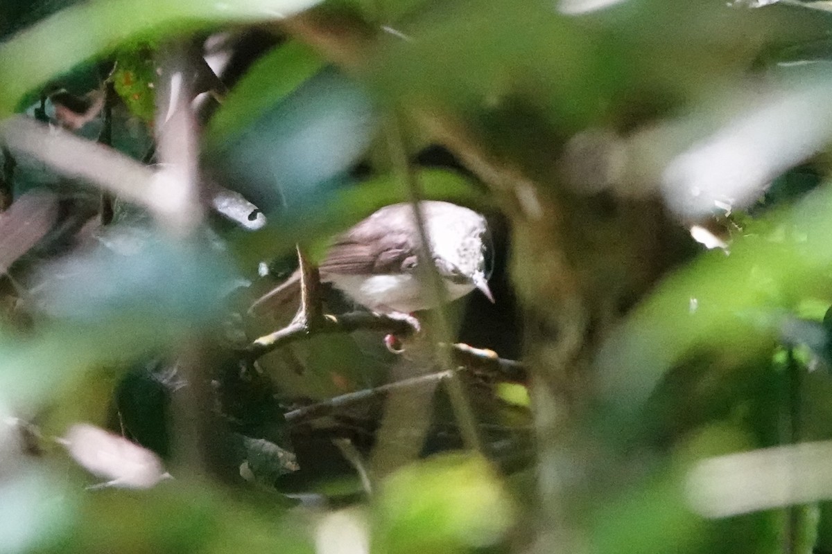 Flores Heleia - ML647493231