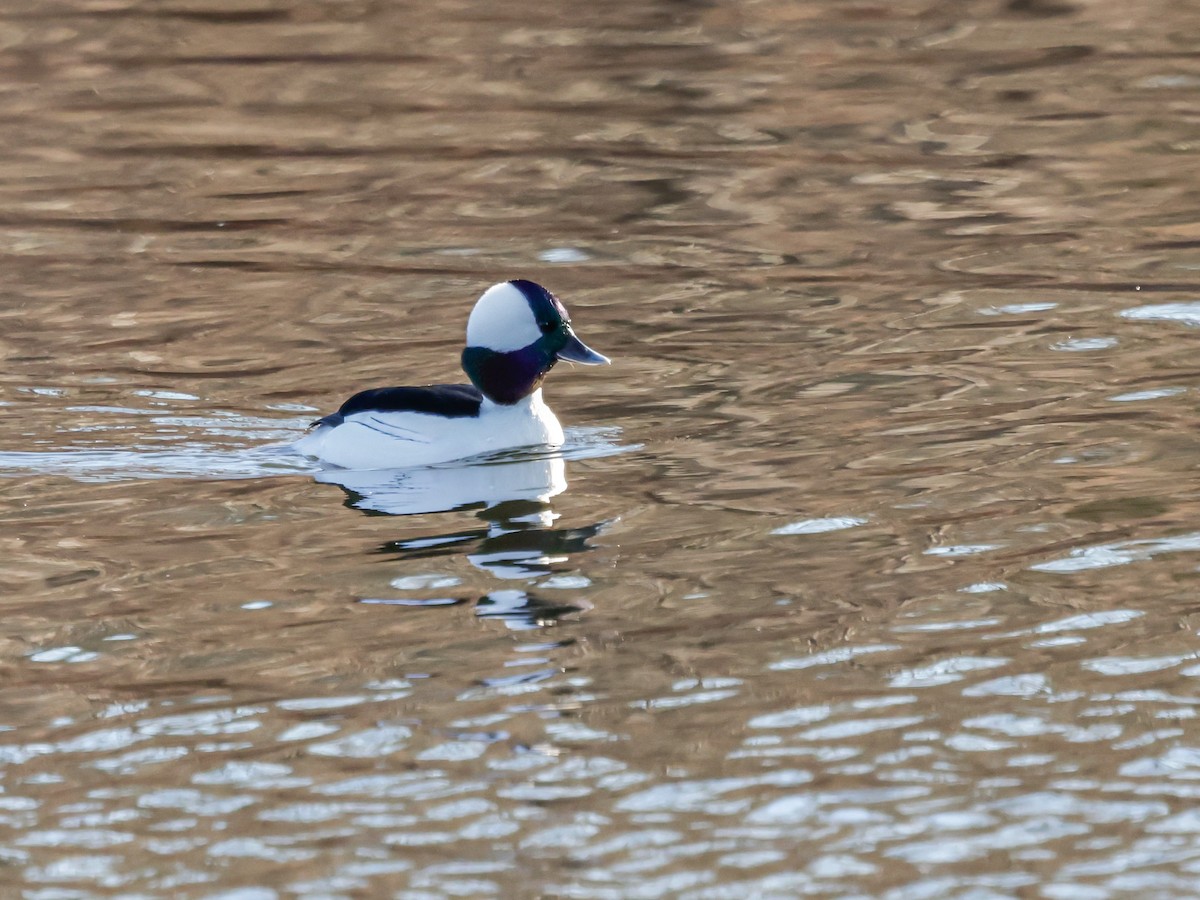 עבראש לבנוני - ML647493233
