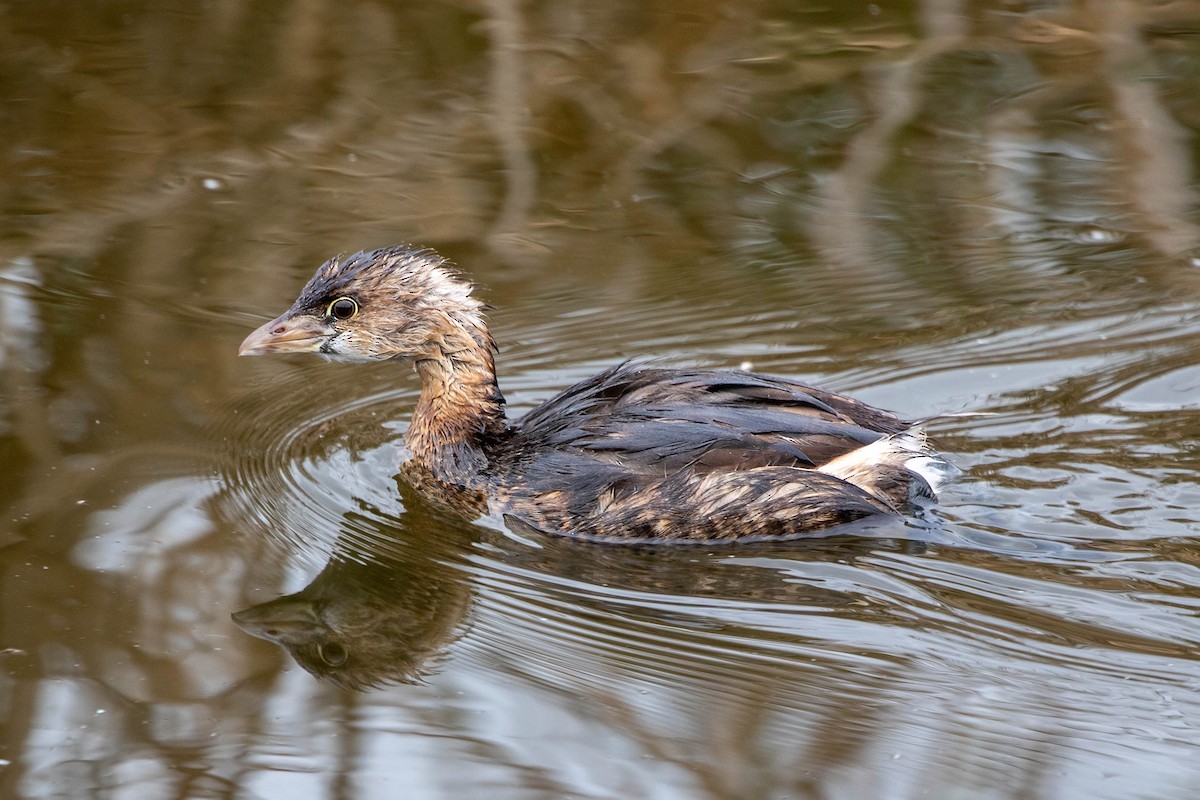 טבלן עקוד-מקור - ML647493235