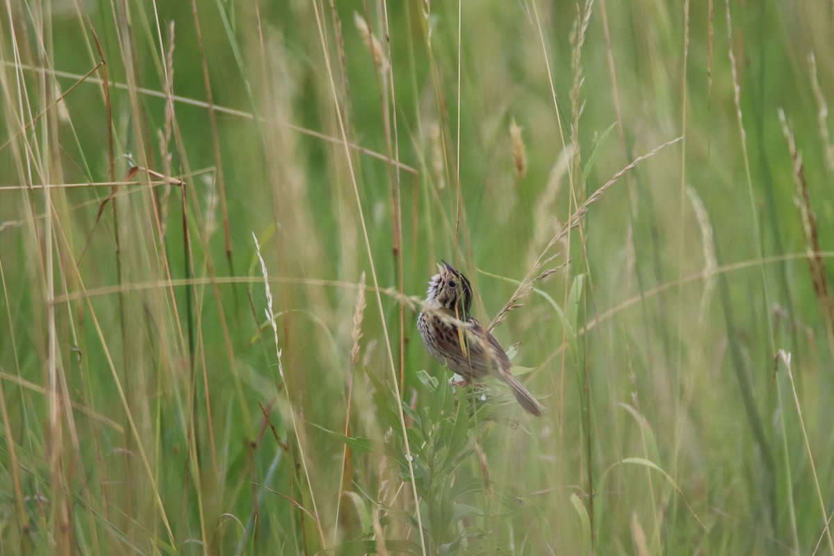Henslow's Sparrow - ML647493237