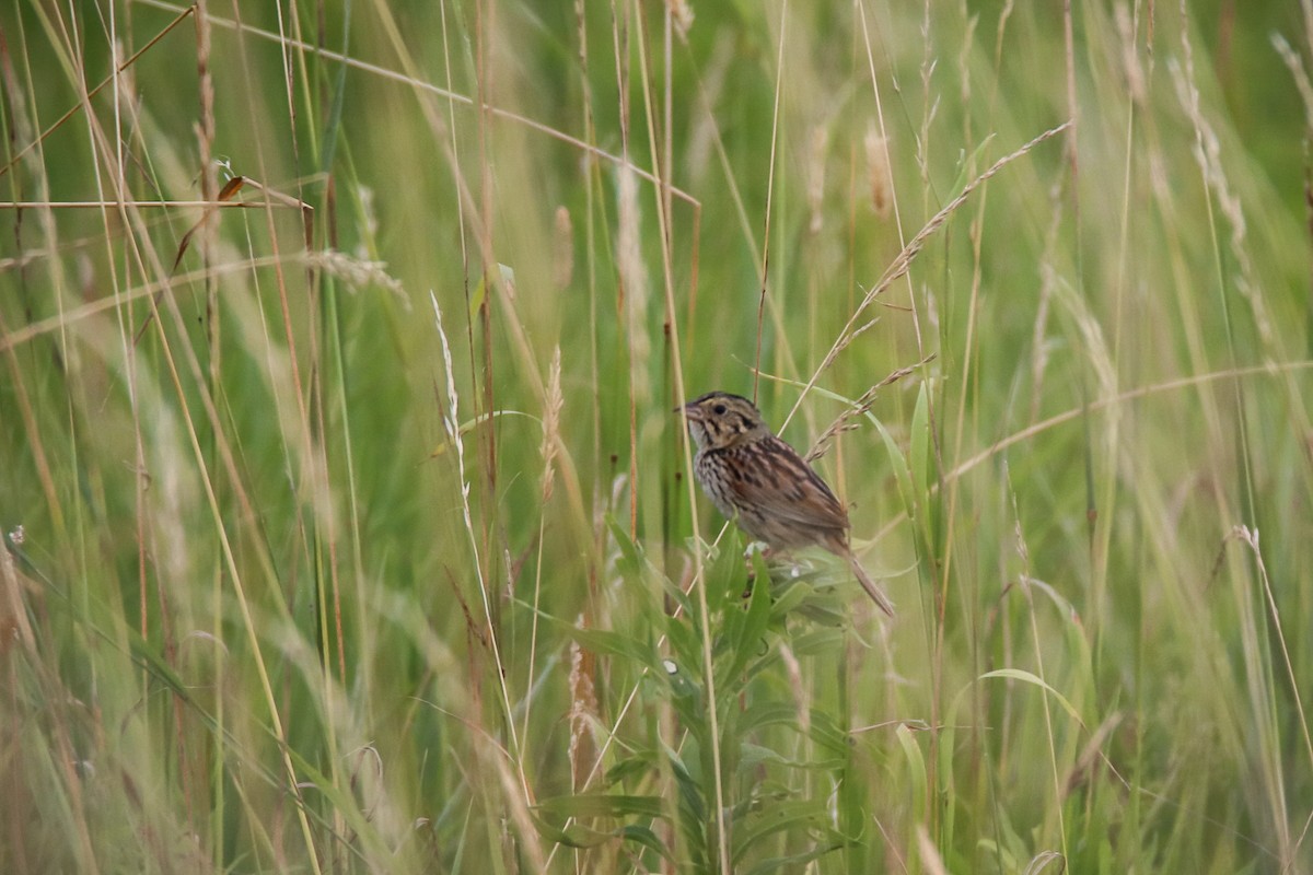 Henslow's Sparrow - ML647493238