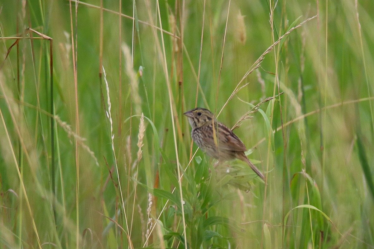 Henslow's Sparrow - ML647493239