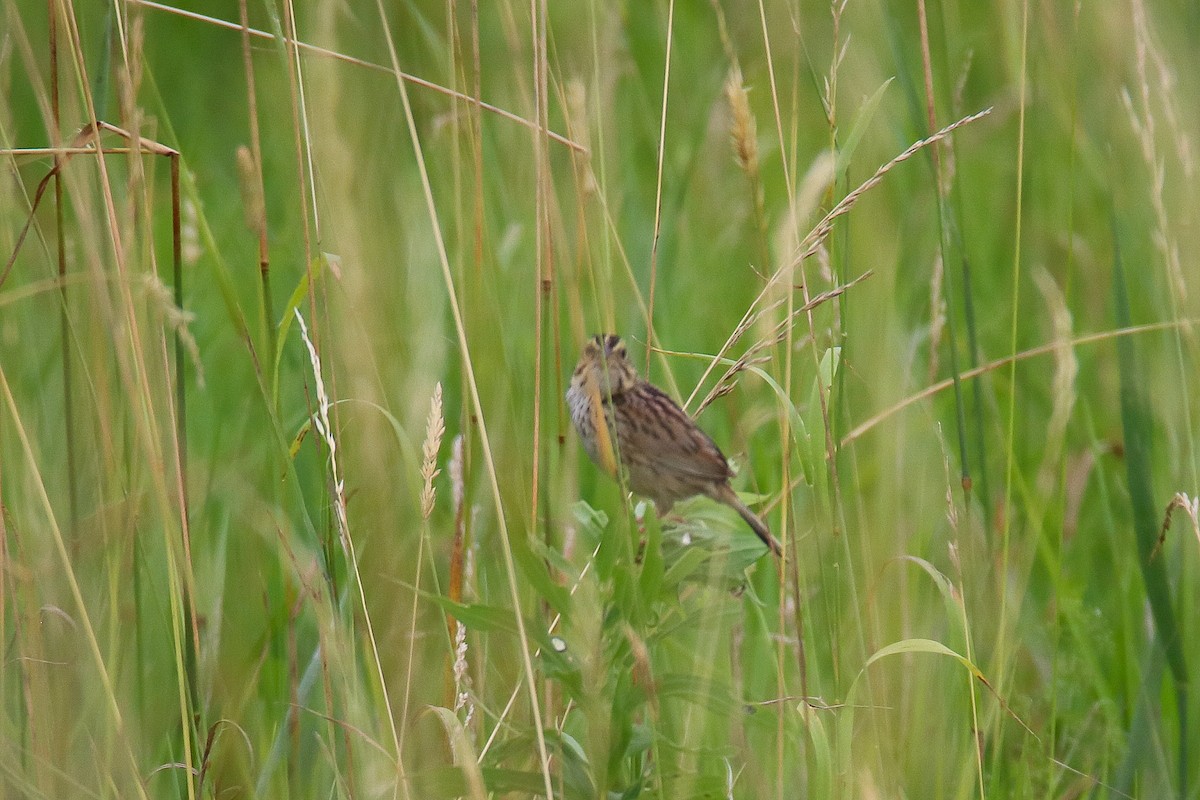 Henslow's Sparrow - ML647493240