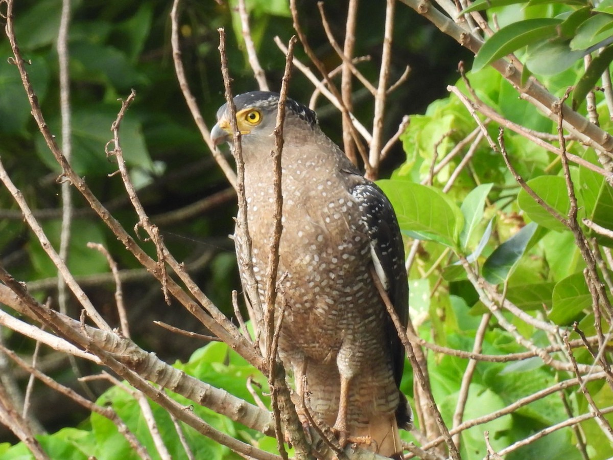 Crested Serpent-Eagle - ML647493241