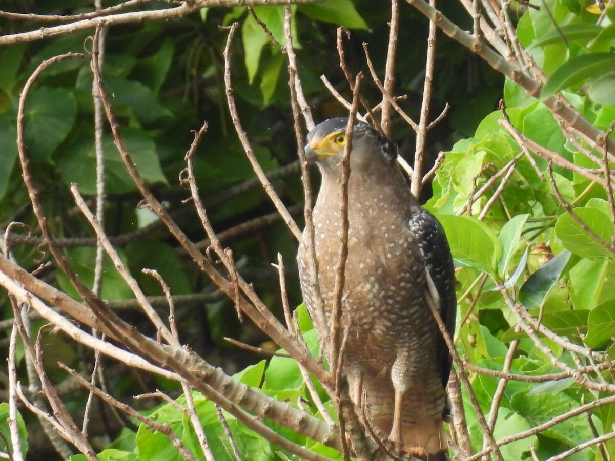 Crested Serpent-Eagle - ML647493242