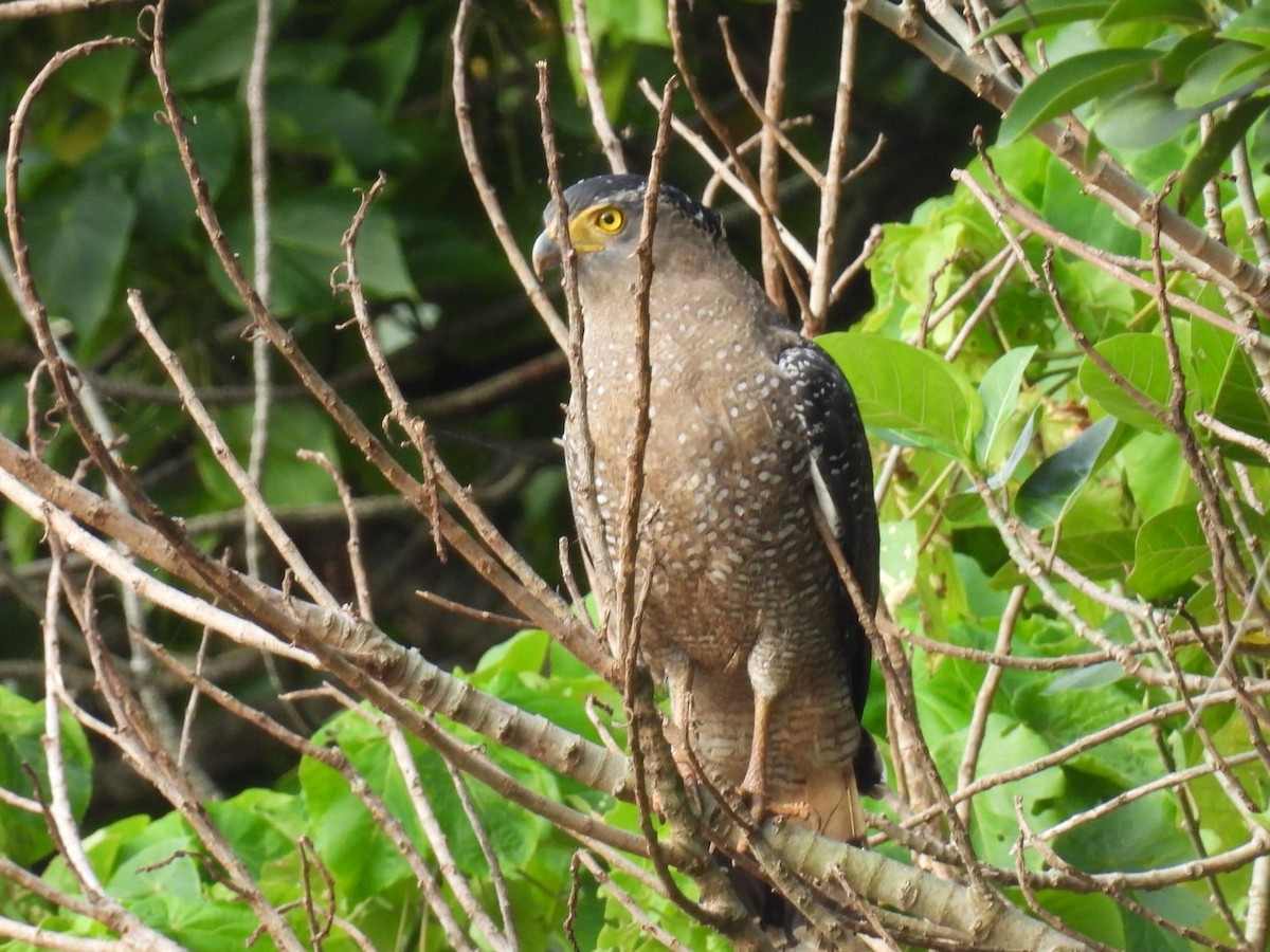 Crested Serpent-Eagle - ML647493243