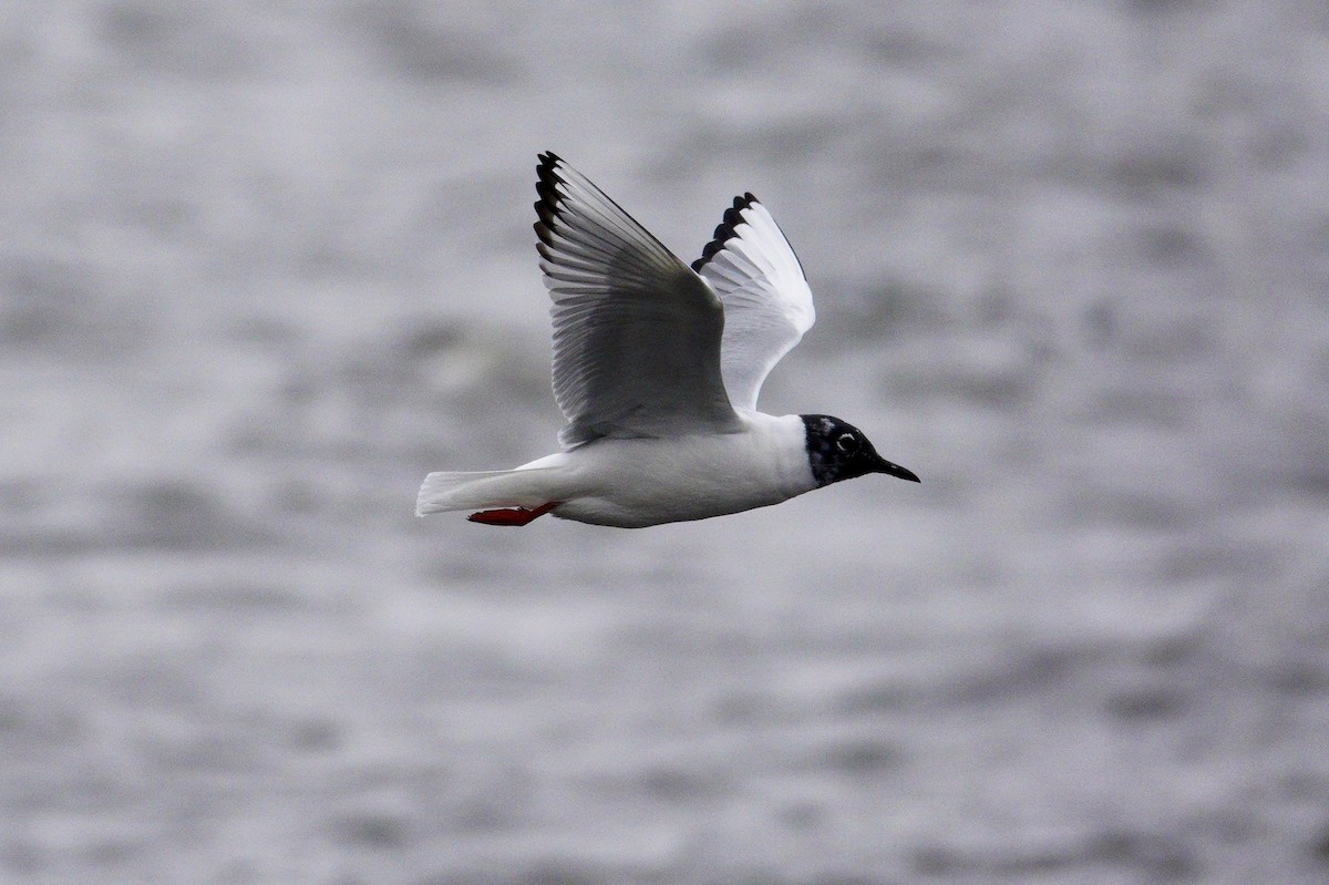 שחף אמריקני - ML647493244