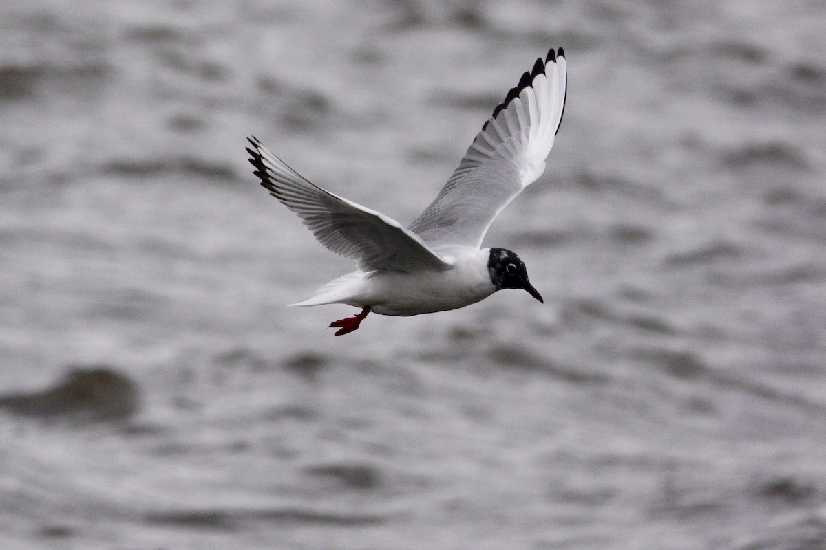 שחף אמריקני - ML647493245