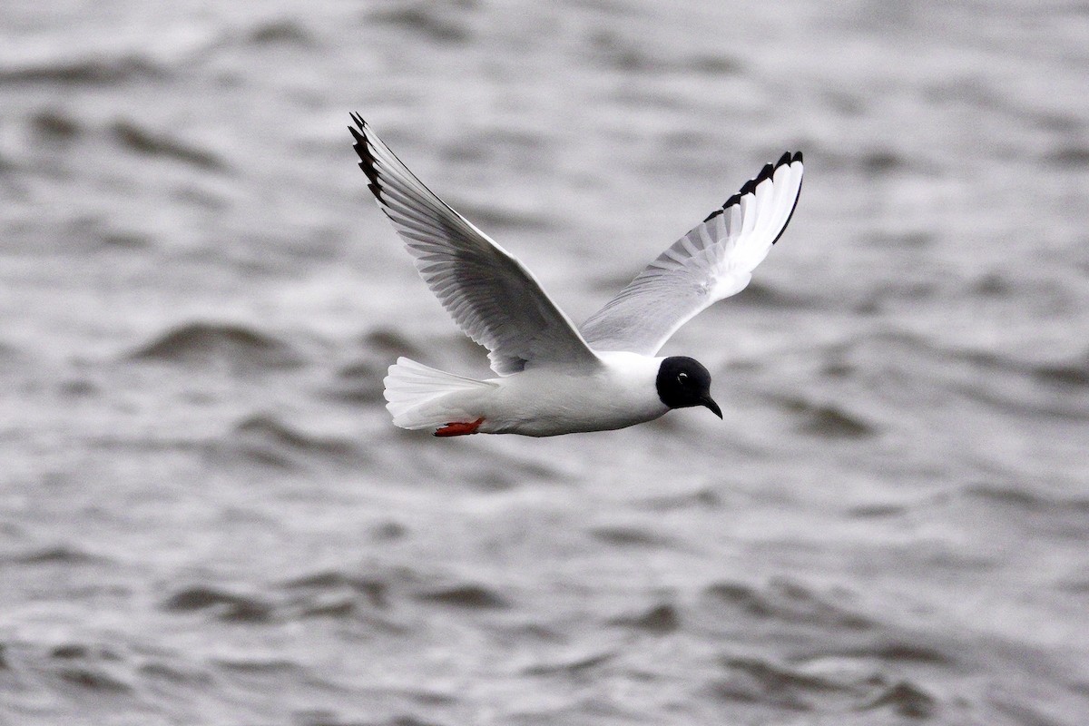 שחף אמריקני - ML647493246