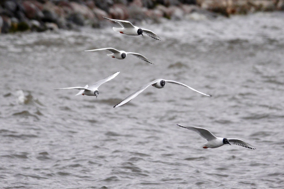 שחף אמריקני - ML647493247