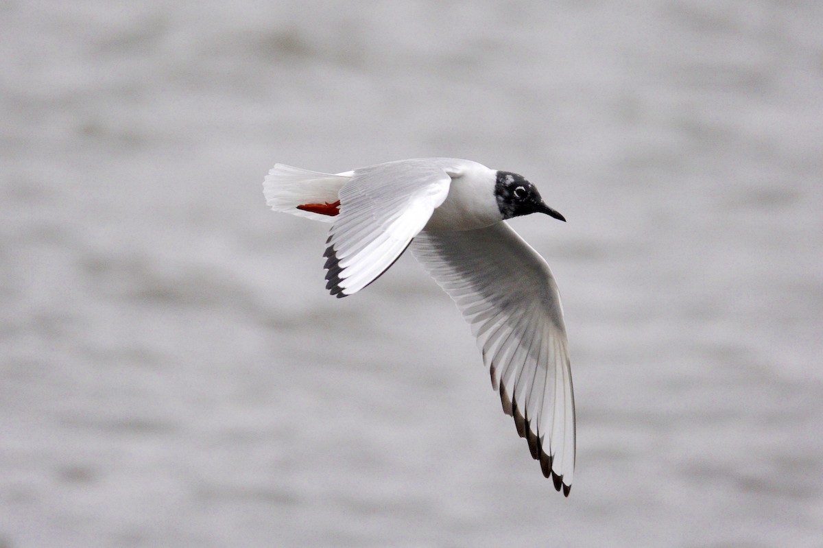 שחף אמריקני - ML647493248