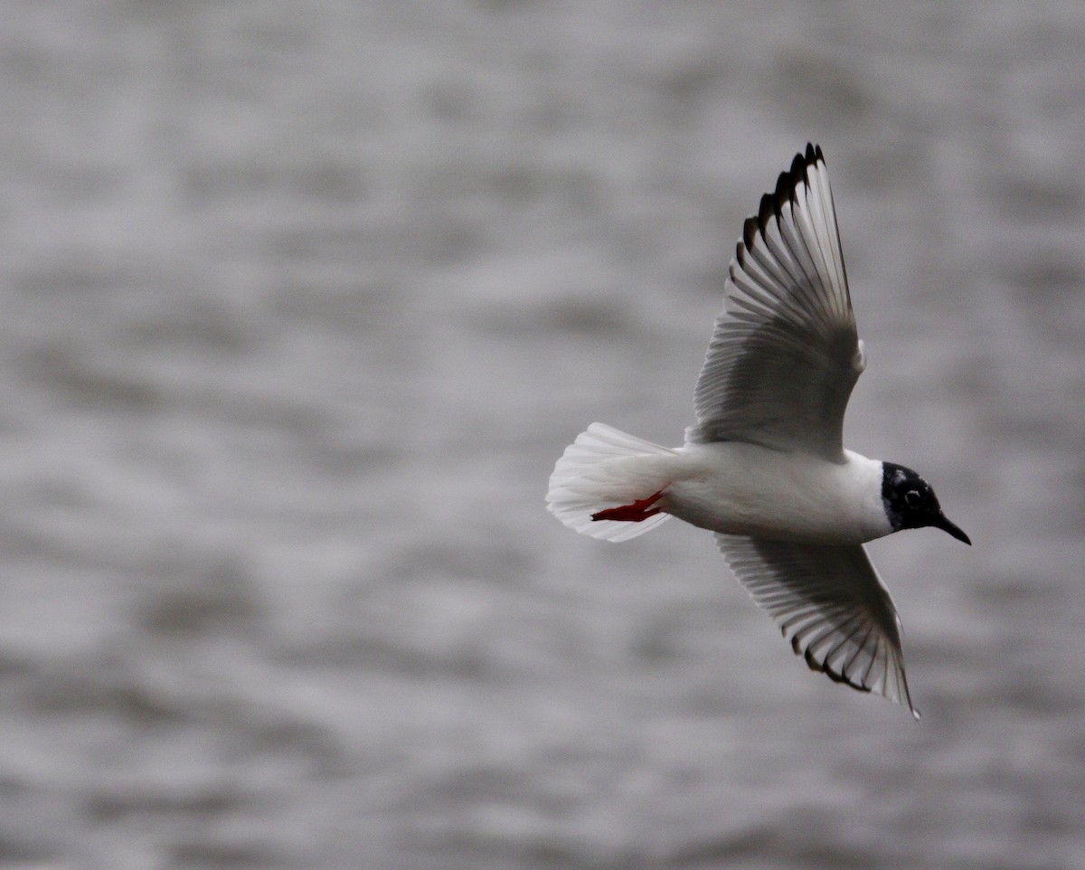 Bonaparte's Gull - ML647493251