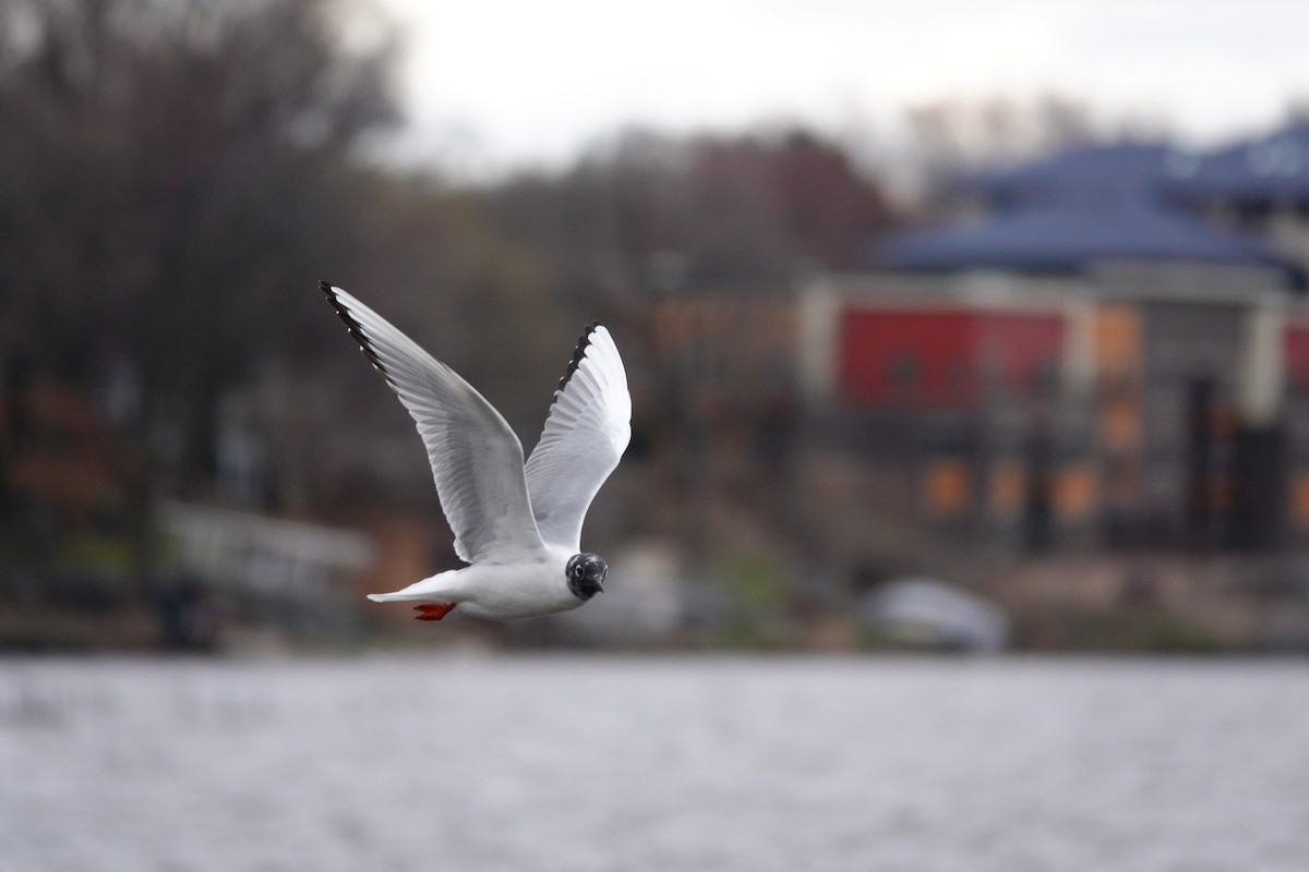 Bonaparte's Gull - ML647493252