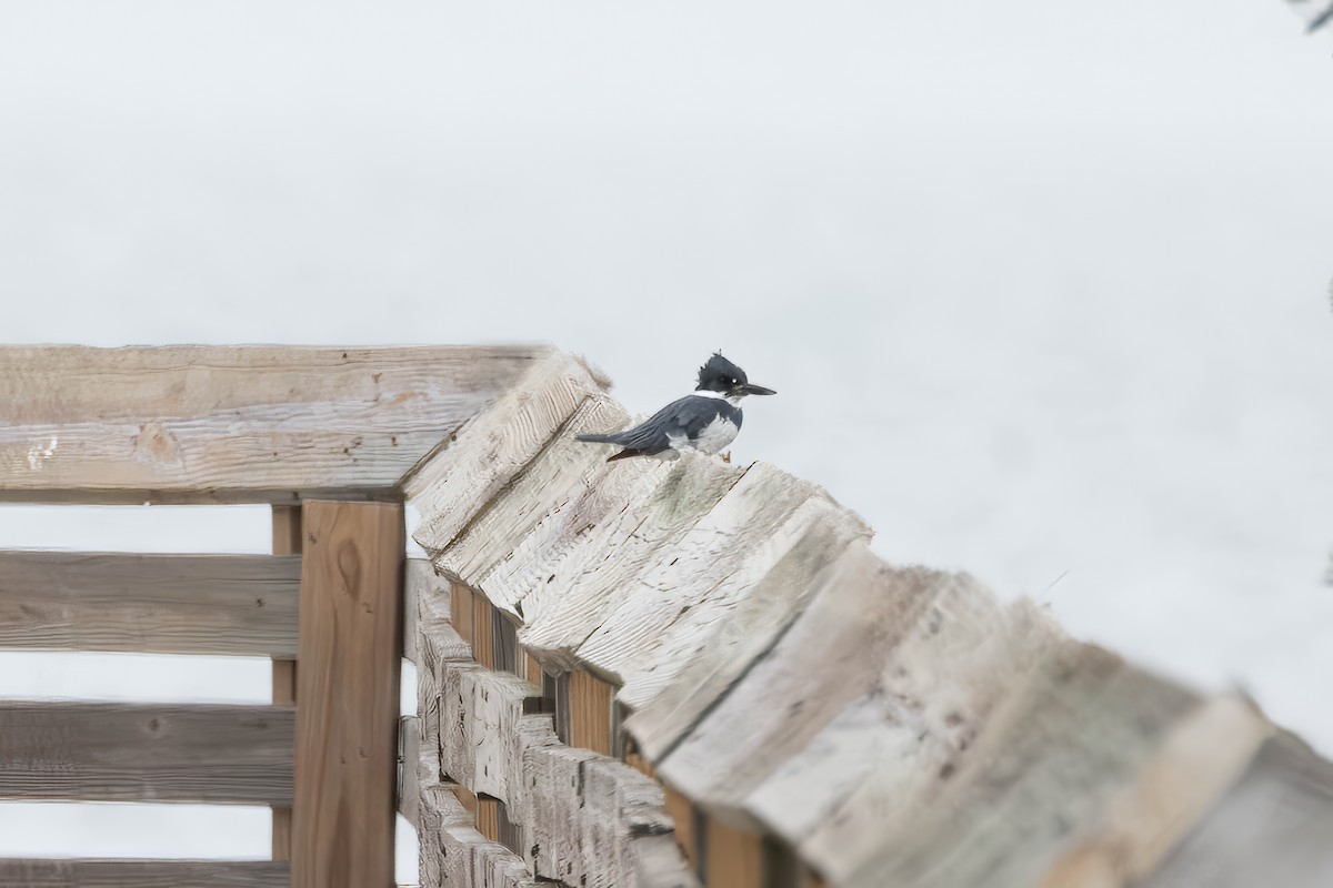 שלדג אמריקני - ML647493256