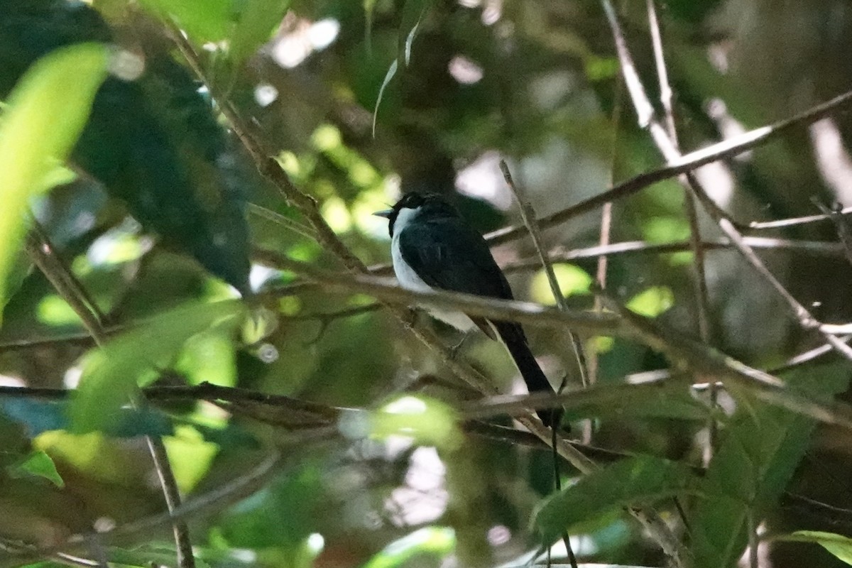 Flores Monarch - ML647493258