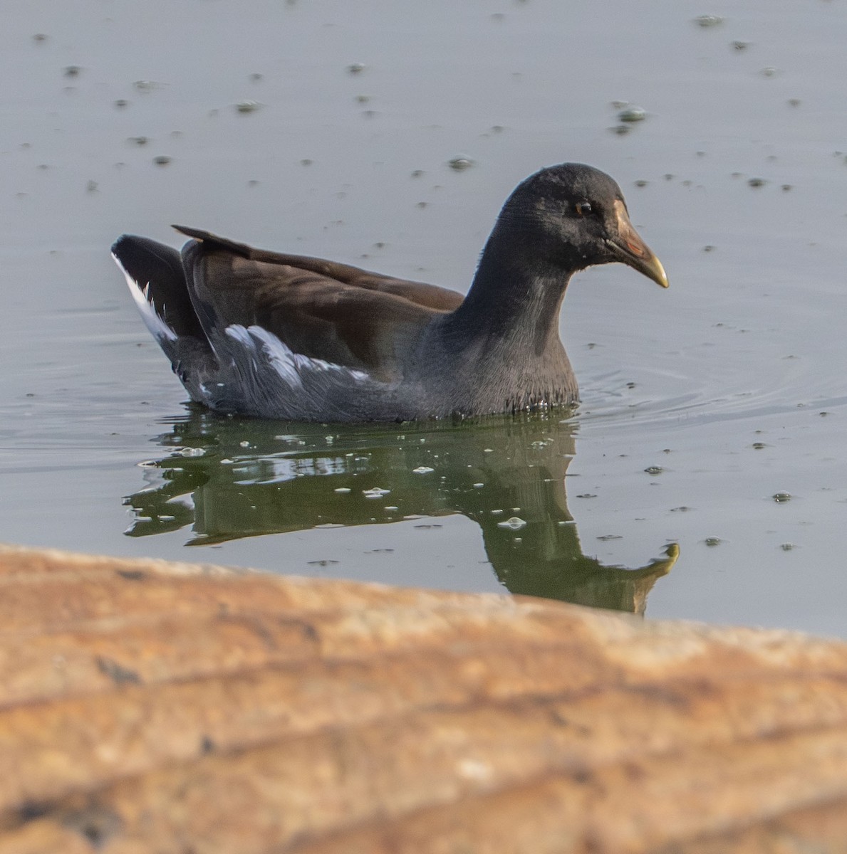 Курочка латиноамериканська - ML647493286