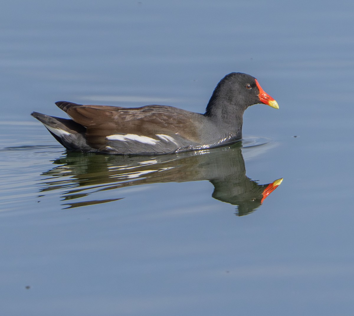 Курочка латиноамериканська - ML647493287