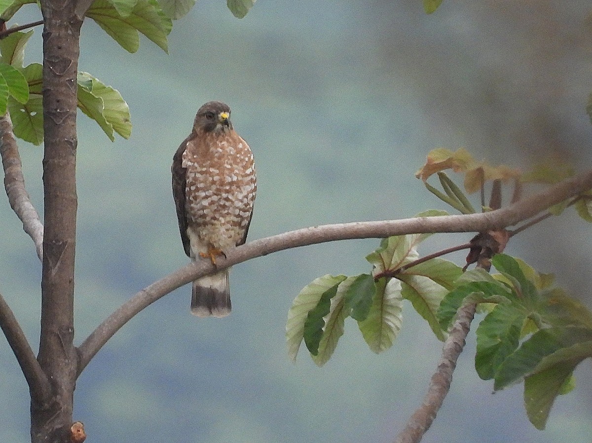 Broad-winged Hawk (Northern) - ML647493316
