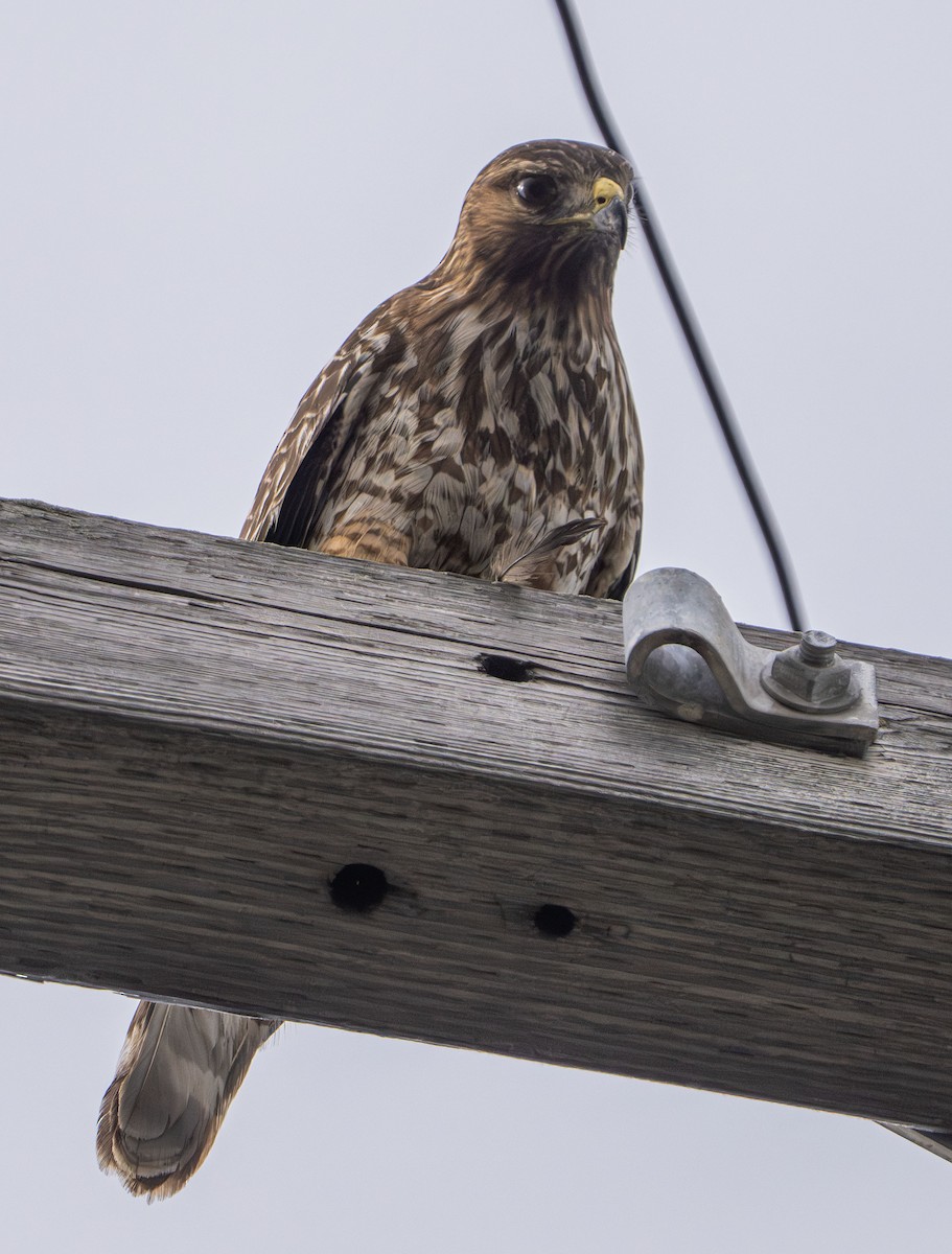 káně páskovaná - ML647493322