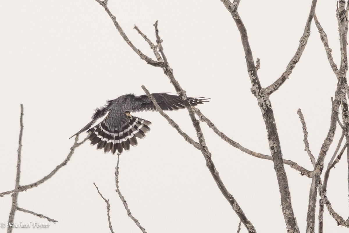 Merlin - ML647493324