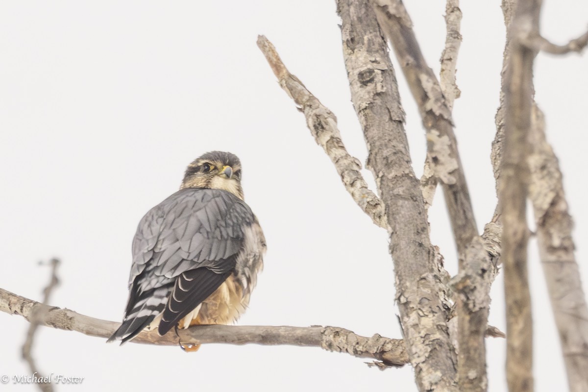 Merlin - ML647493325