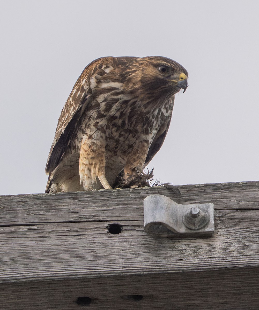 káně páskovaná - ML647493327