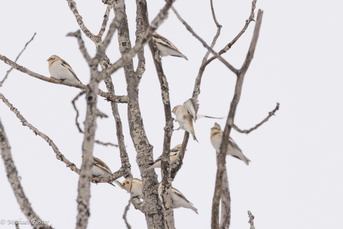 Snow Bunting - ML647493333