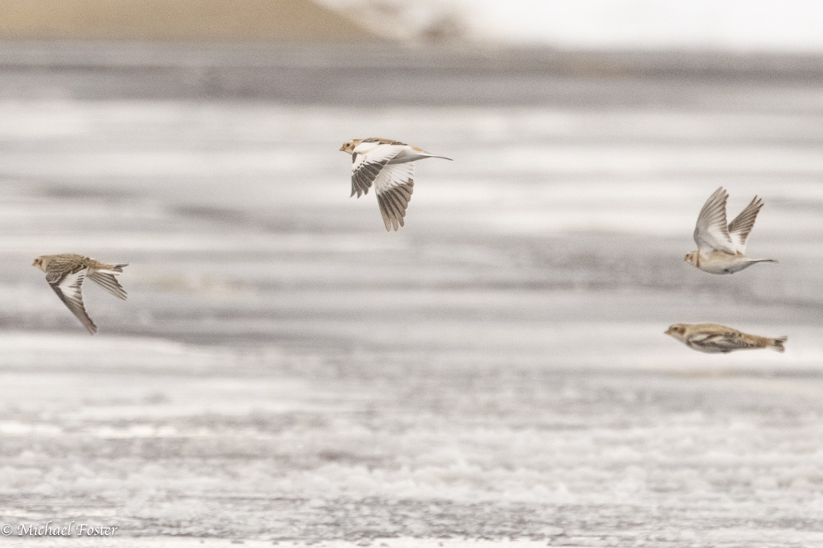 Snow Bunting - ML647493334