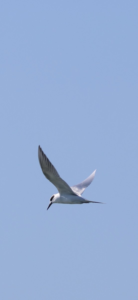 Forster's Tern - ML647493344