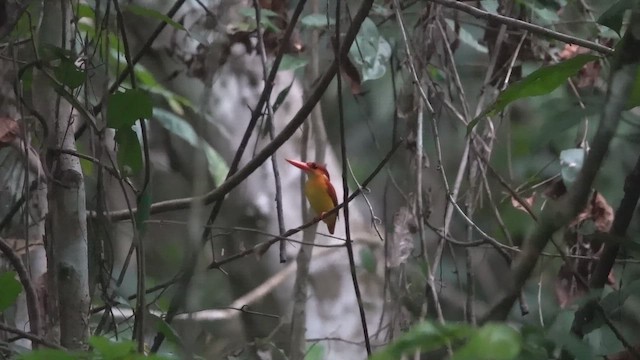 Rufous-backed Dwarf-Kingfisher - ML647493349