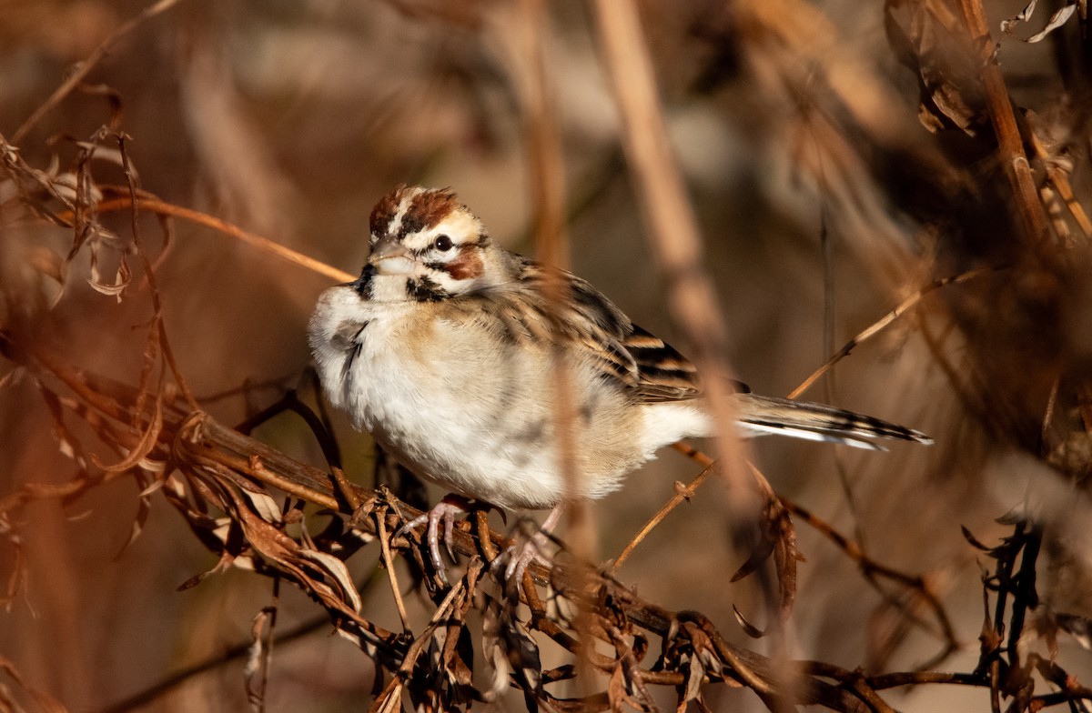 Lark Sparrow - ML647493369