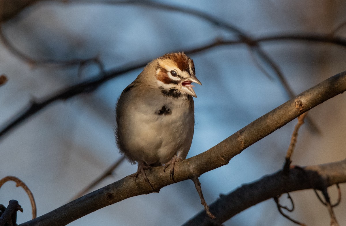 Lark Sparrow - ML647493381