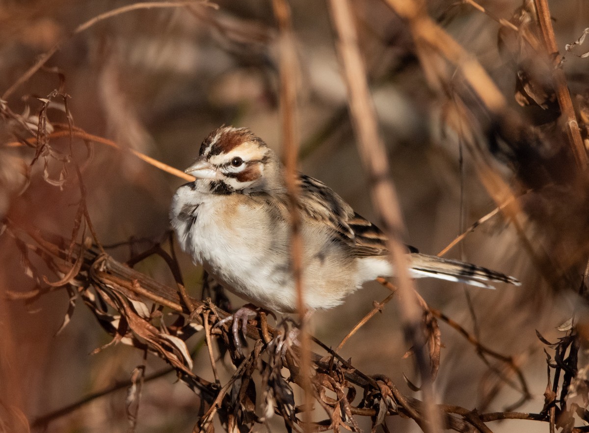 Lark Sparrow - ML647493382
