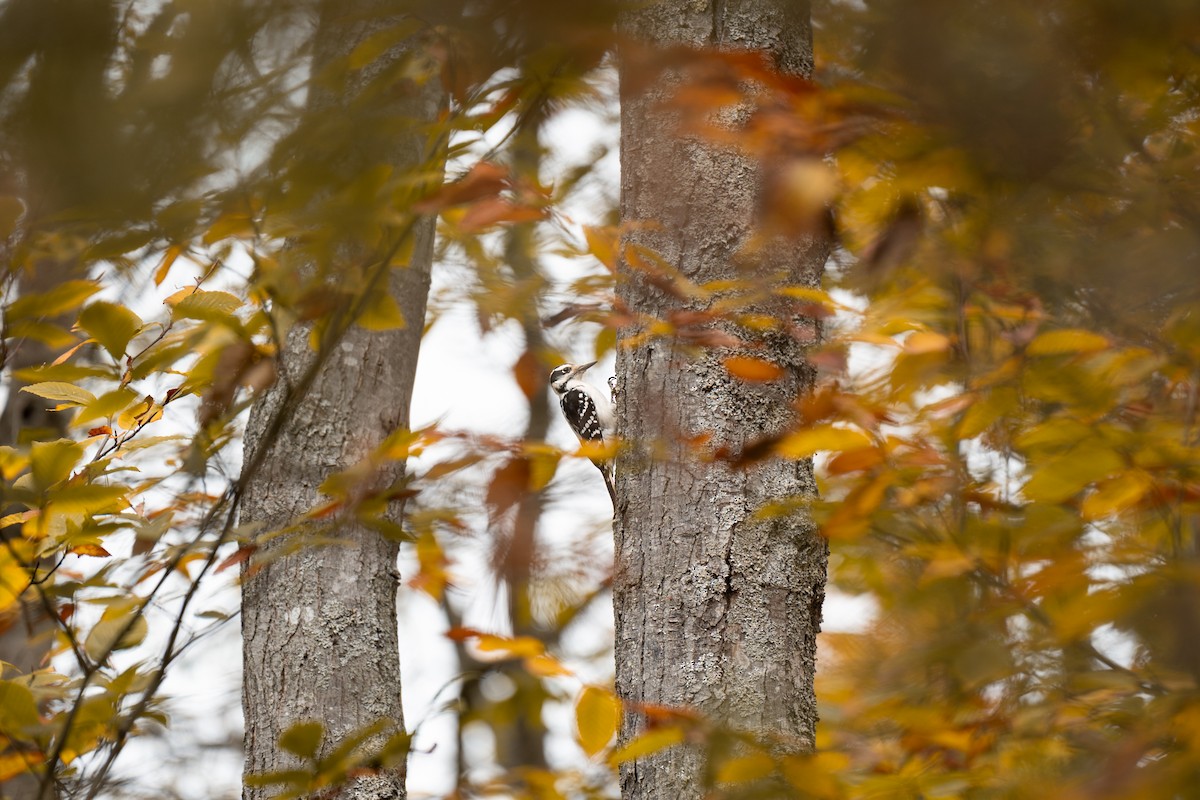 Hairy Woodpecker - ML647493396